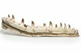 Mosasaur Jaw with Eleven Teeth - Morocco #225340-1
